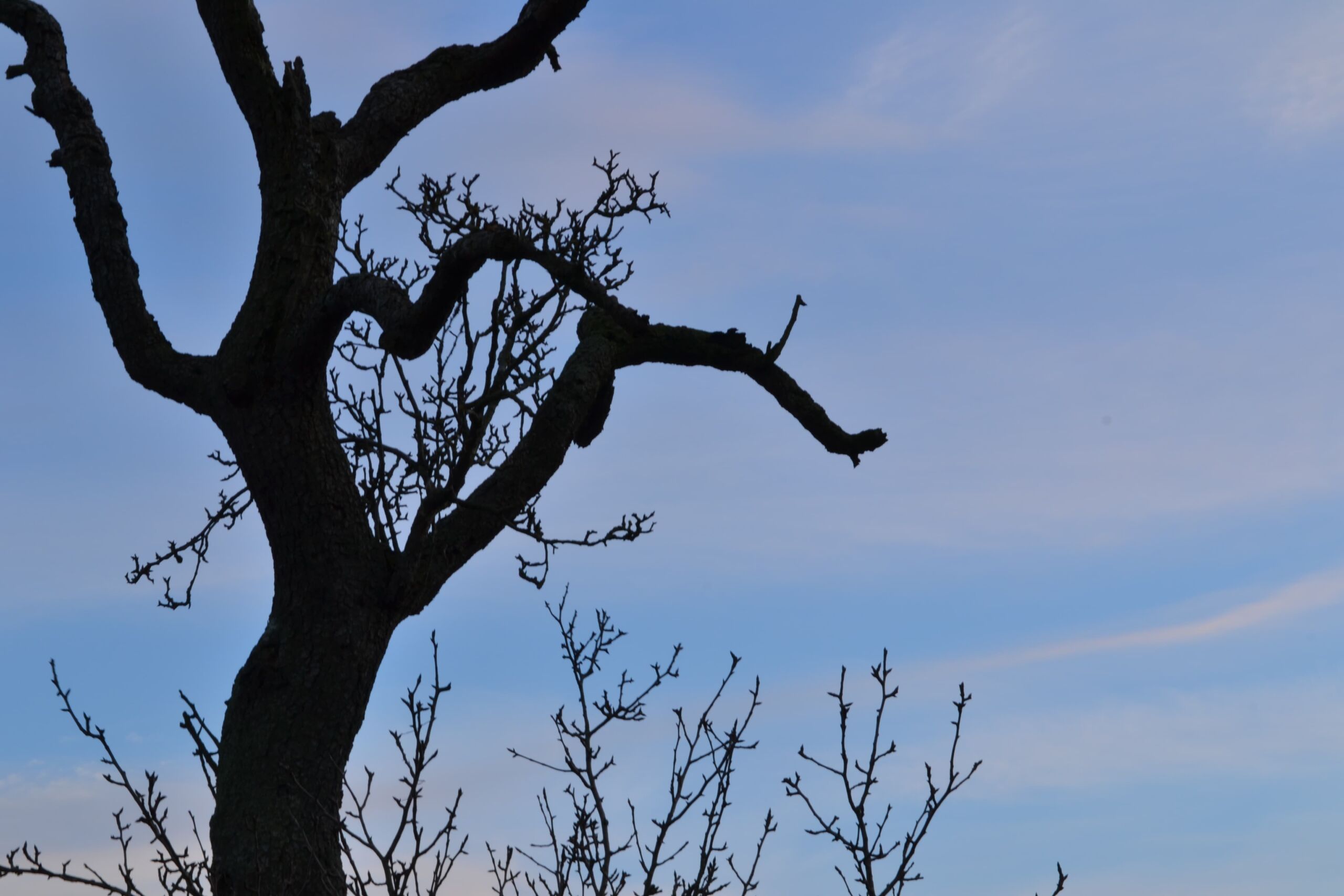 herz baum qigong auszeit